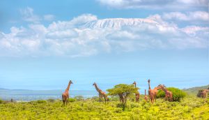 Gallery Thumbnail 11