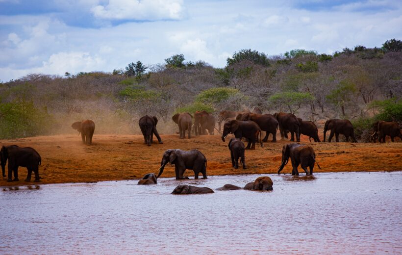 4 Days Tsavo East/West & Amboseli Private Safari From $635 USD