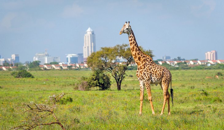 1 Day Wildlife & Culture Experience: Nairobi National Park, David Sheldrick Wildlife Trust, Giraffe Centre & Karen Blixen Museum