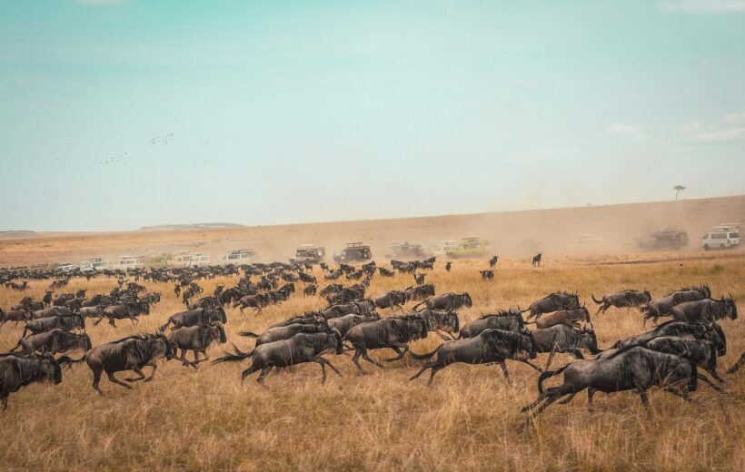 3-DayMasai Mara Safari Adventure by 4x4