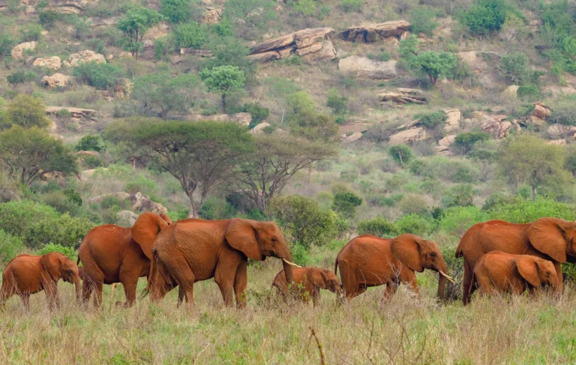 1-Day Safari to Tsavo East National Park from Malindi / Watamu